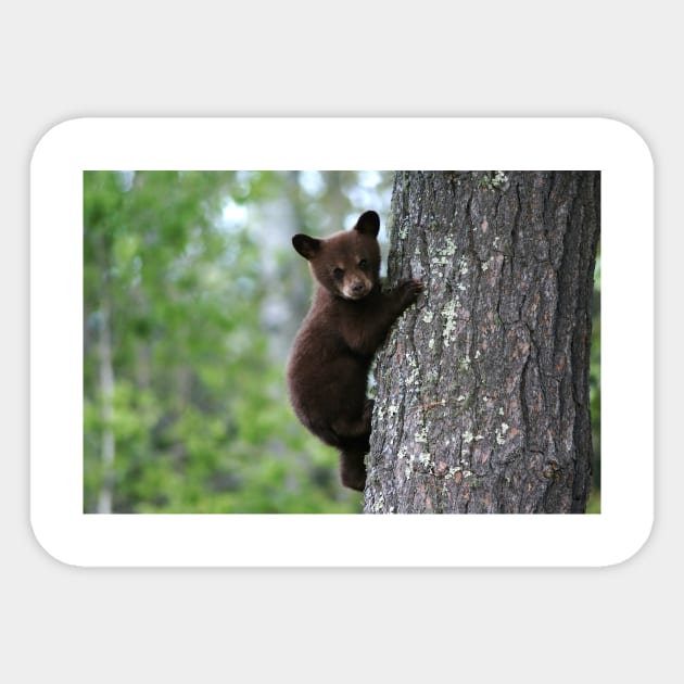 Black Bear Cub Climbing a Tree Sticker by Bravuramedia